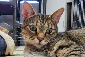 Luna Lee 5433C