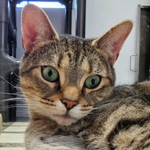 Luna Lee 5433C 5