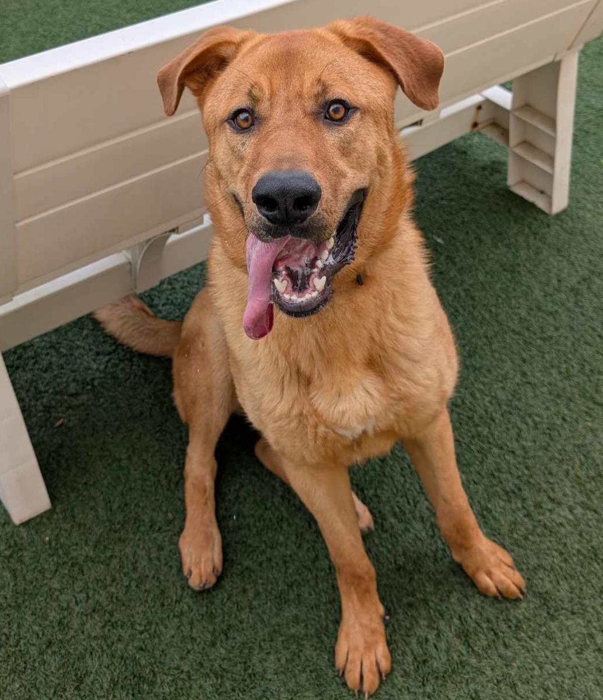 Dutch - $75 Adoption Fee! Diamond Dog!