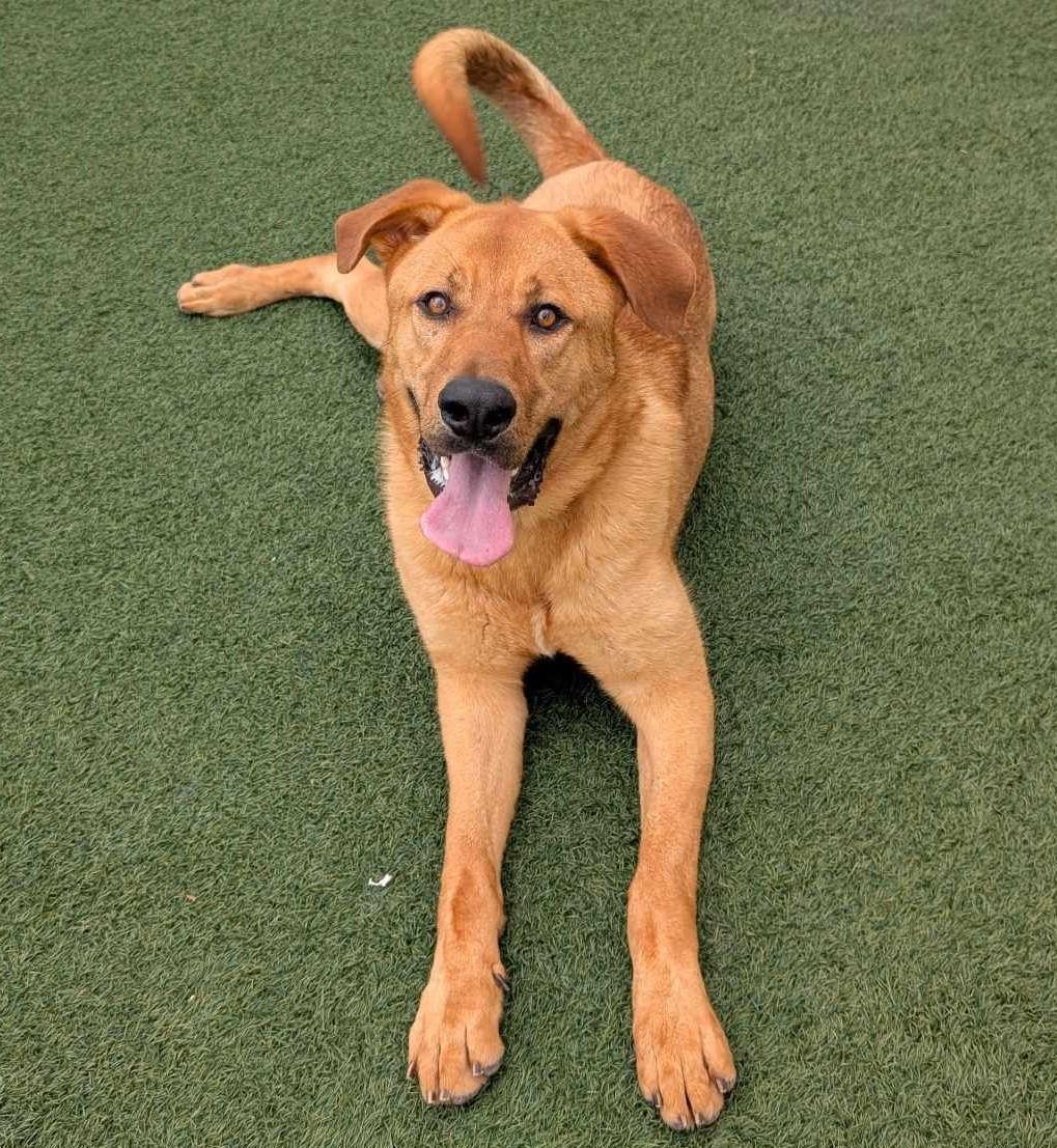 Dutch - $75 Adoption Fee! Diamond Dog!