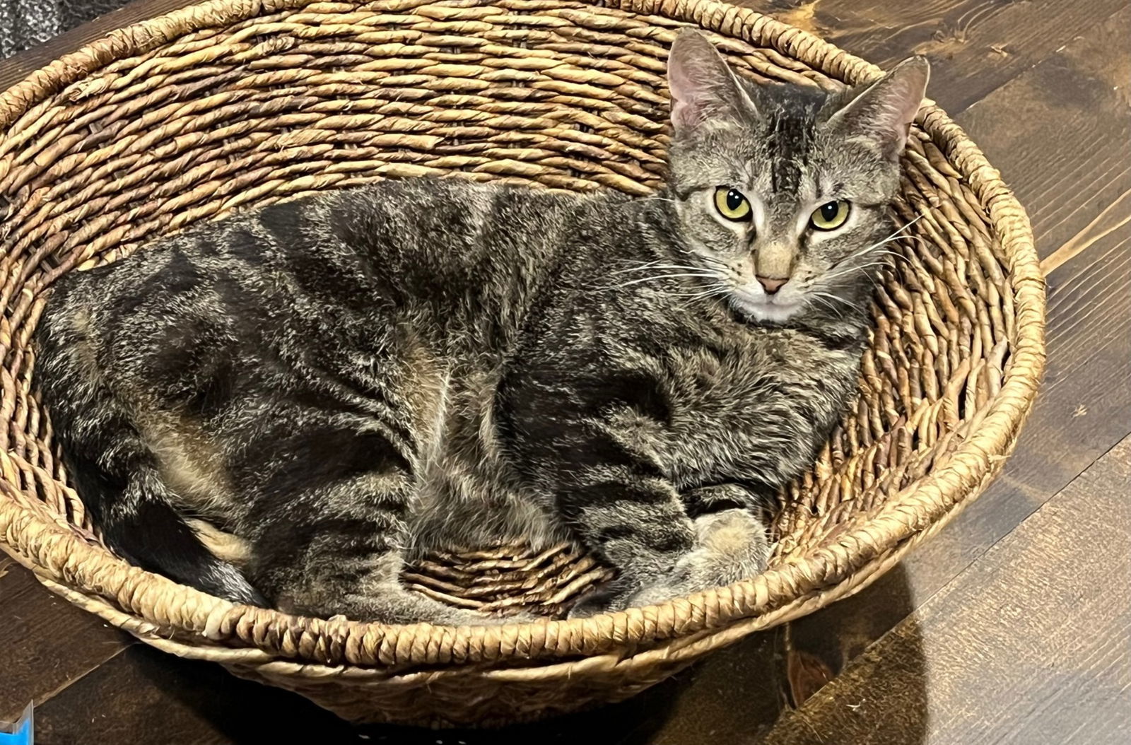 Paddywhack, an adoptable Domestic Short Hair in Princeton, MN, 55371 | Photo Image 1