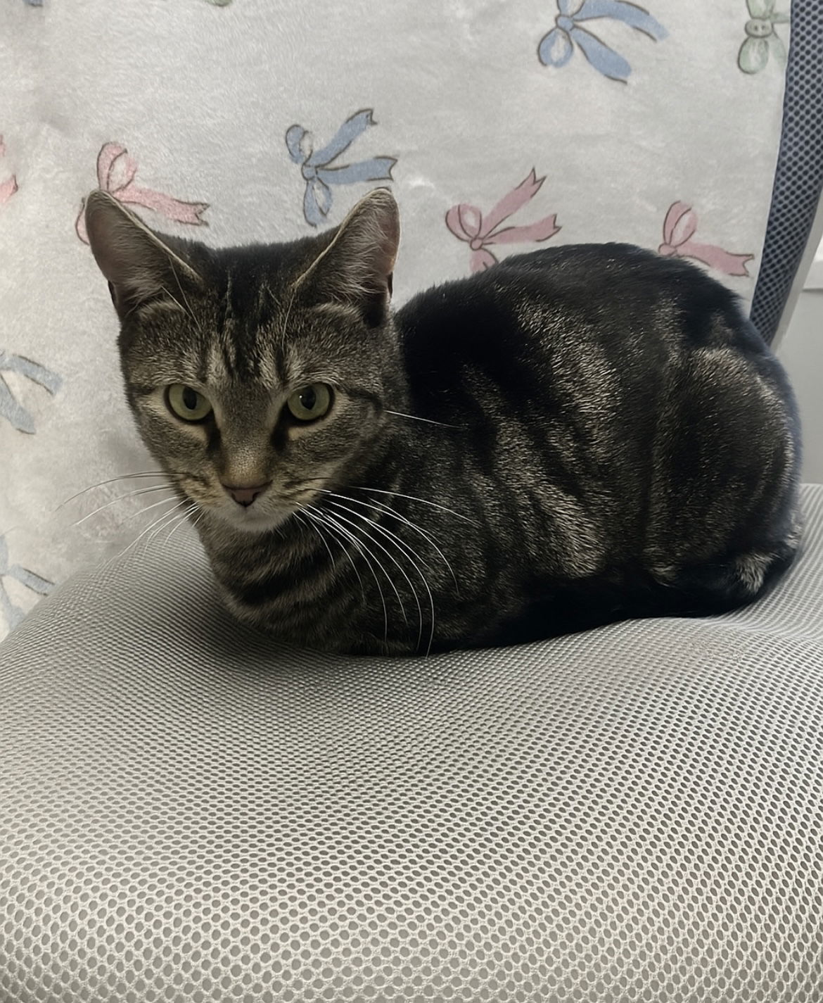 Paddywhack, an adoptable Domestic Short Hair in Princeton, MN, 55371 | Photo Image 1