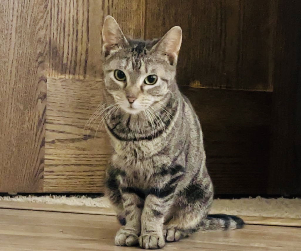 Paddywhack, an adoptable Domestic Short Hair in Princeton, MN, 55371 | Photo Image 2