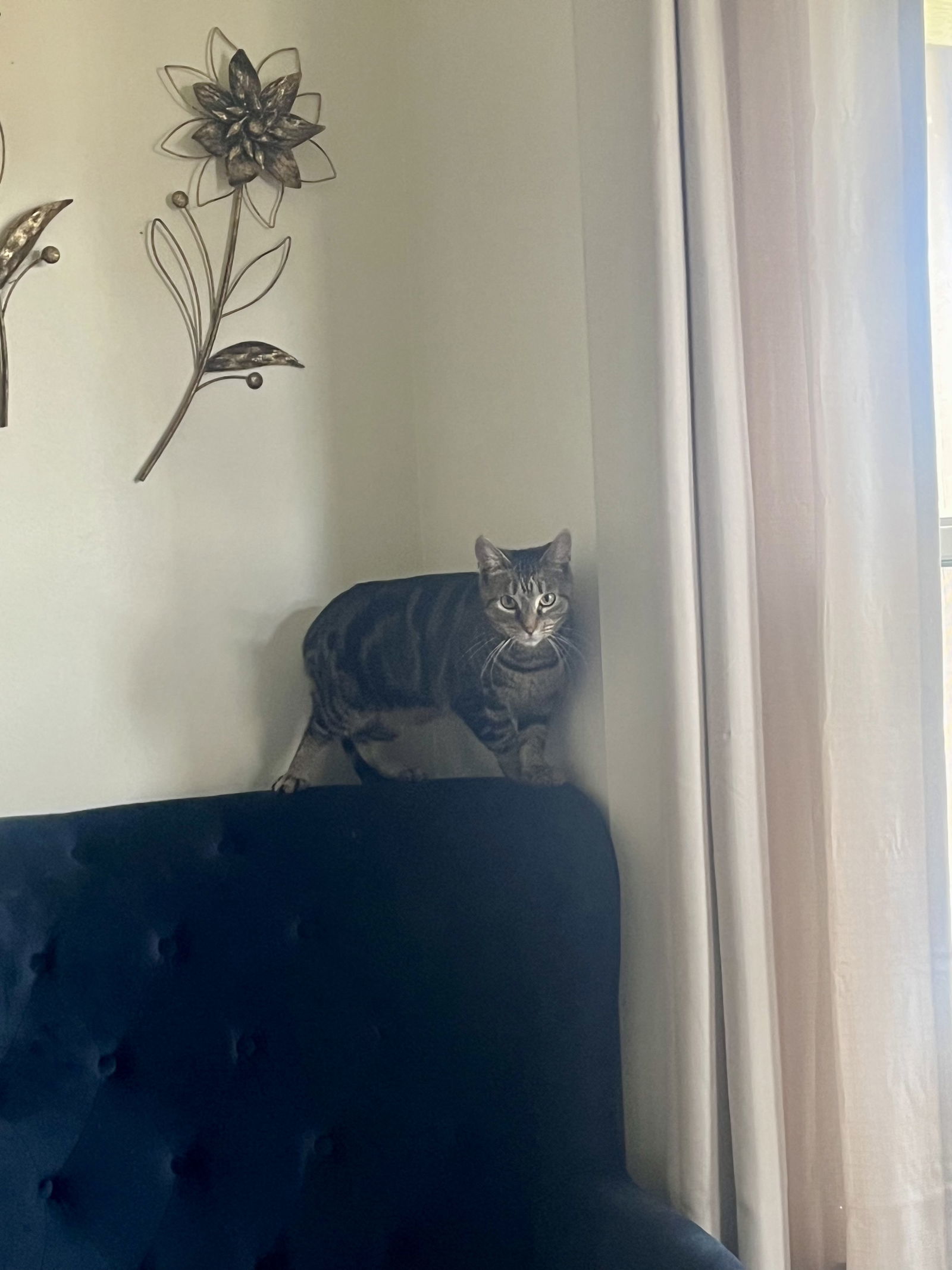 Paddywhack, an adoptable Domestic Short Hair in Princeton, MN, 55371 | Photo Image 2