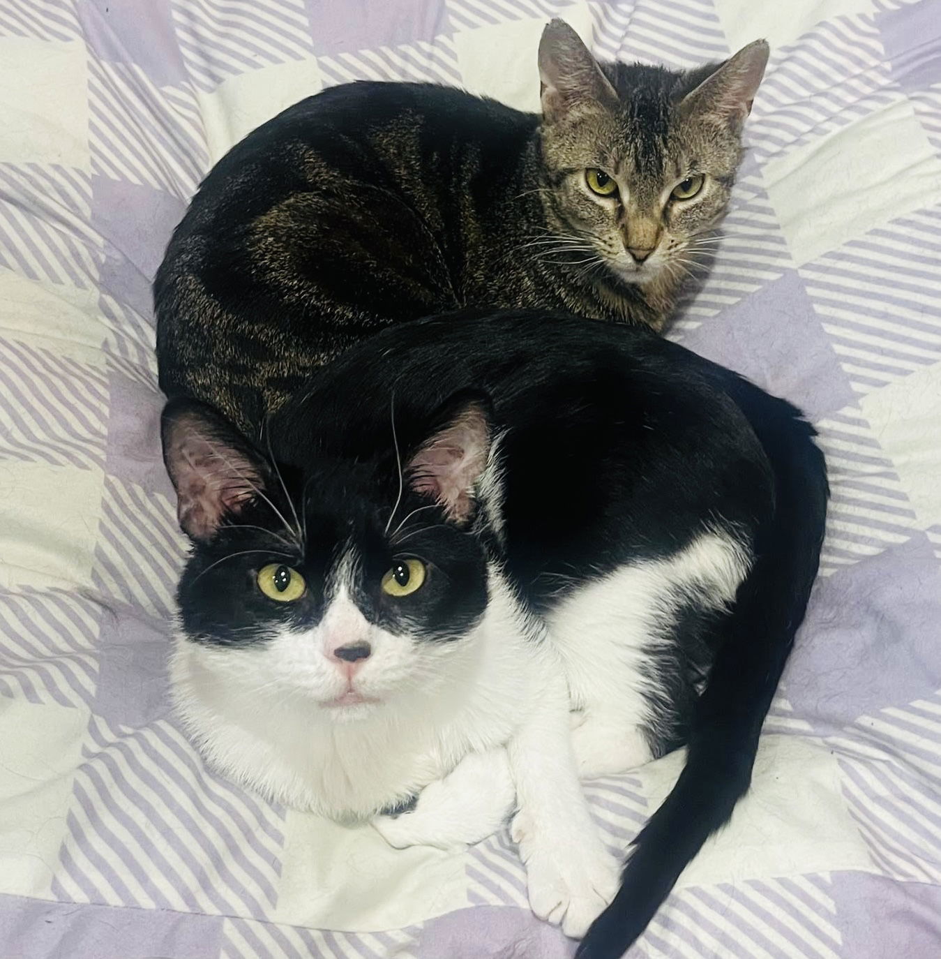 Paddywhack, an adoptable Domestic Short Hair in Princeton, MN, 55371 | Photo Image 3