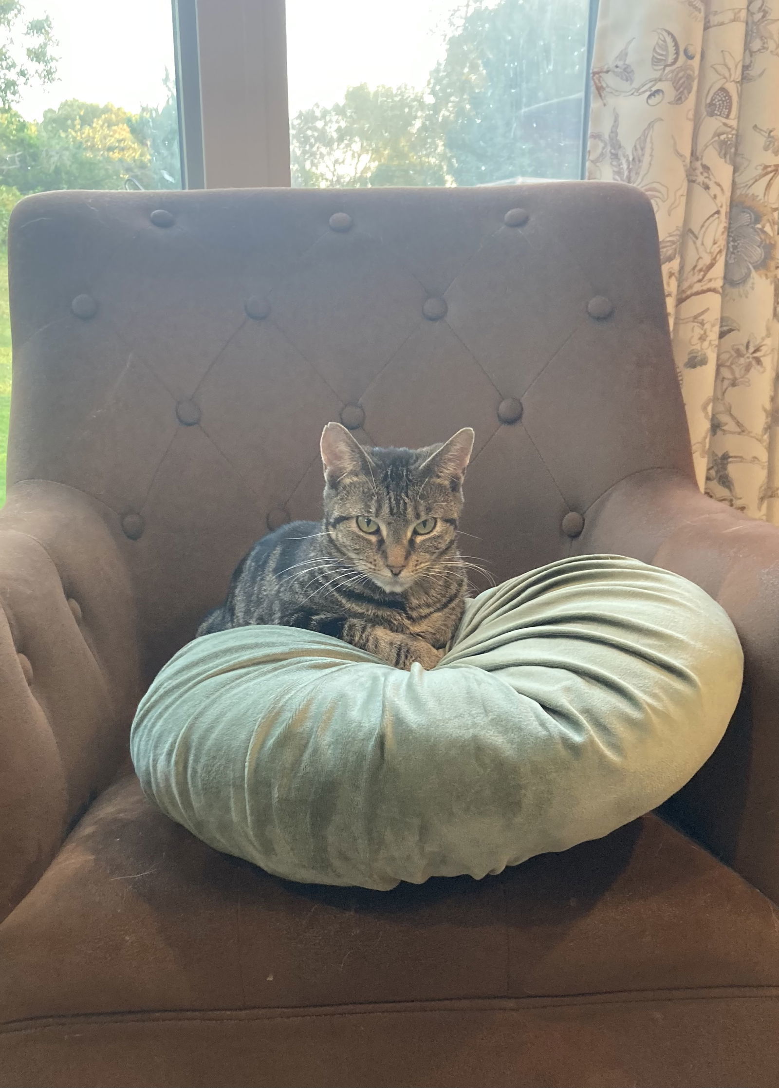 Paddywhack, an adoptable Domestic Short Hair in Princeton, MN, 55371 | Photo Image 3