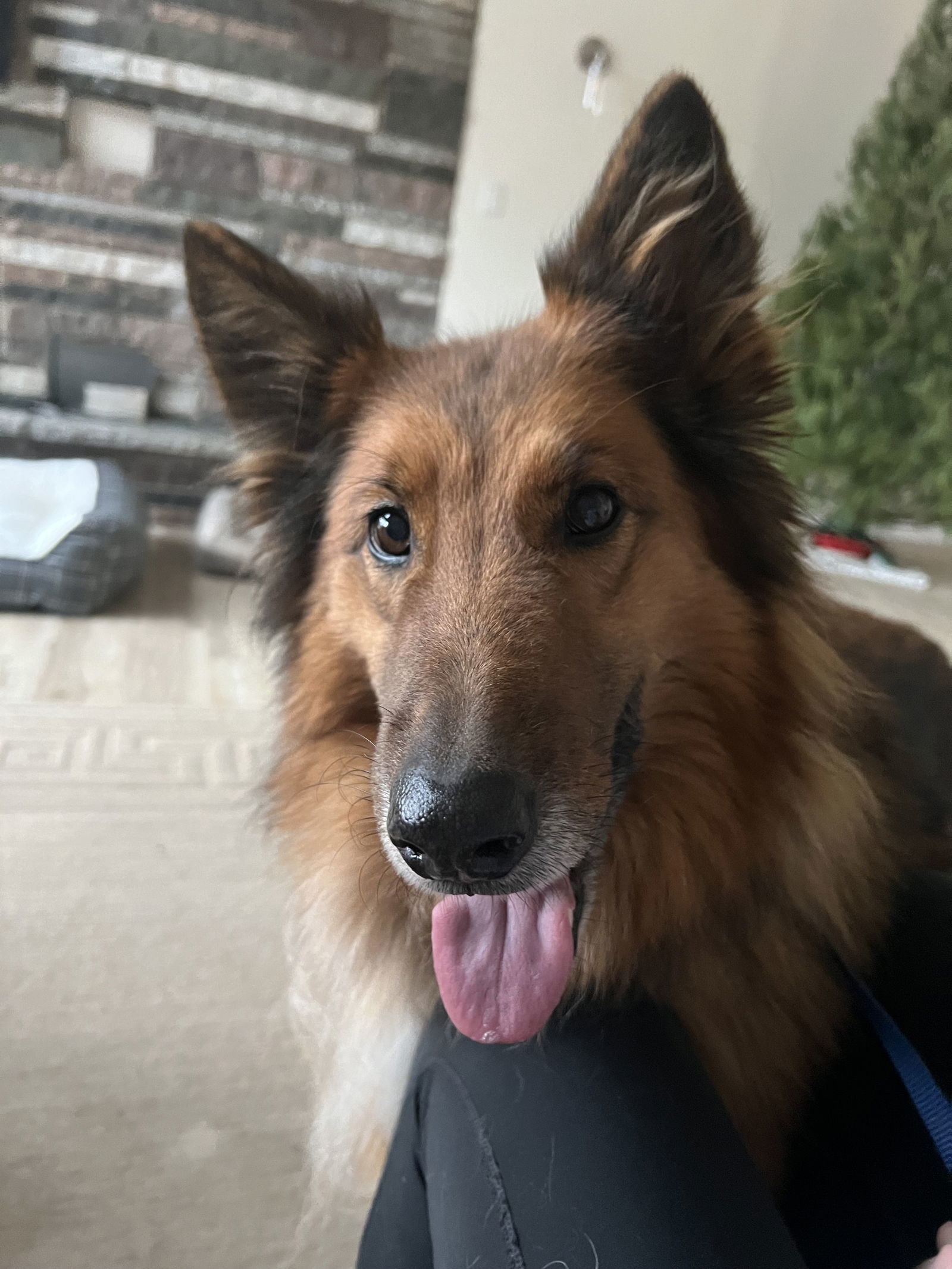 Ginger, an adoptable German Shepherd Dog, Collie in Saint Cloud, MN, 56303 | Photo Image 1
