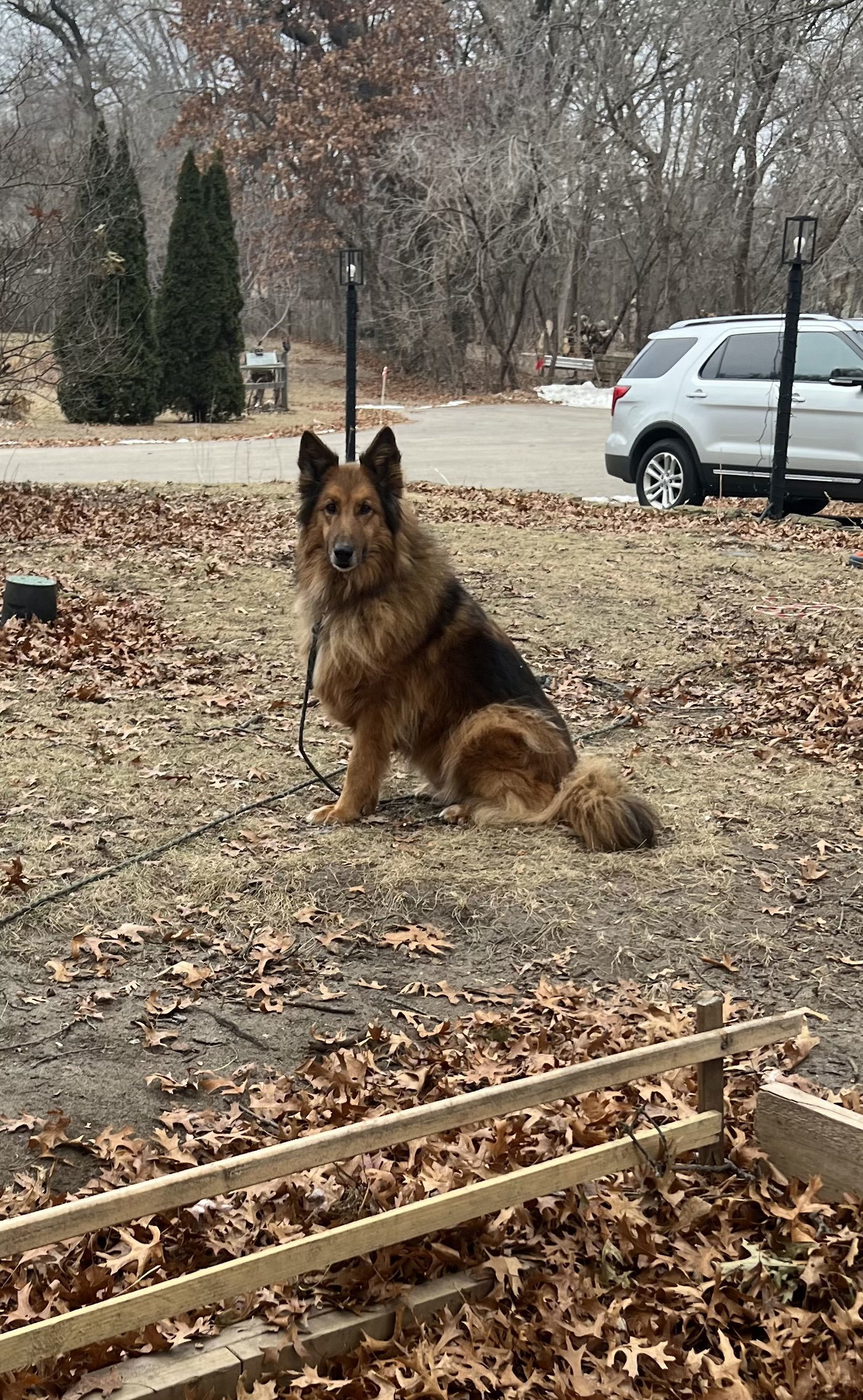 Ginger, an adoptable German Shepherd Dog, Collie in Saint Cloud, MN, 56303 | Photo Image 3