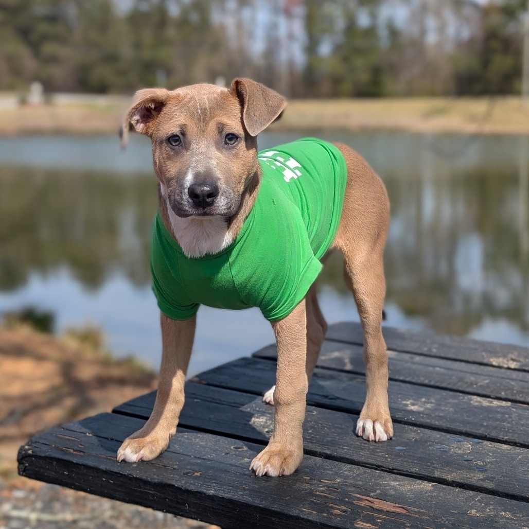 Munchkin 01-2852