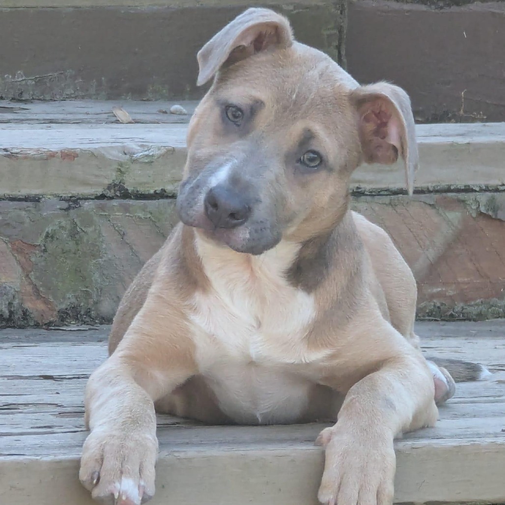 Munchkin 01-2852