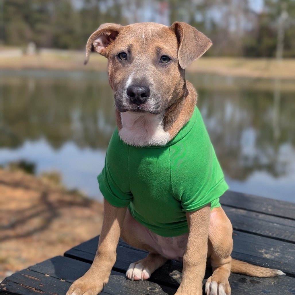 Munchkin 01-2852
