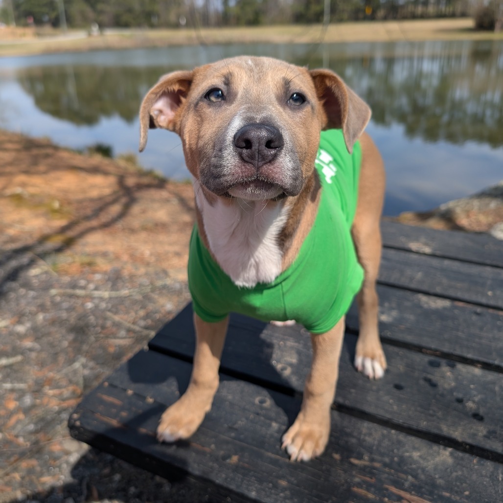 Munchkin 01-2852
