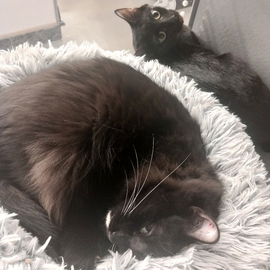 Smudge