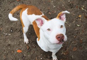 Solomon, Young Male American Staffordshire Terrier