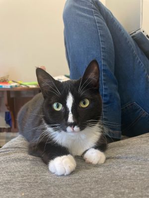 Chutney is a cuddly and quirky kitten who will keep you laughing She loves to play with treats and 