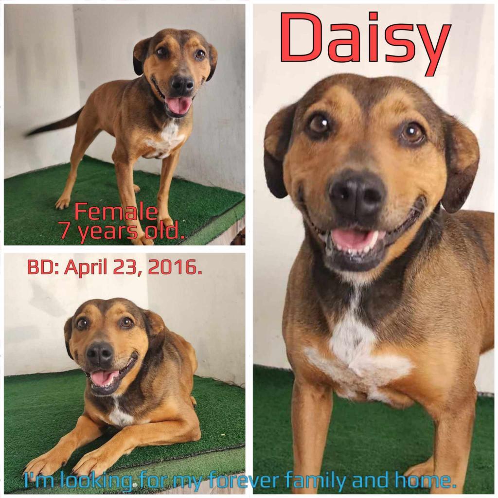 Daisy