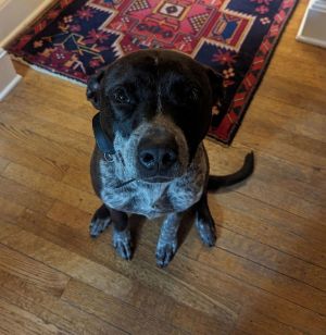 Animal Profile Marley is an almost 4-year-old neutered male 60lb mixed breed DNA test showed Germa