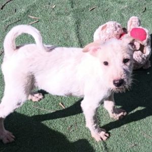 Syd, Young Male Parson Russell Terrier