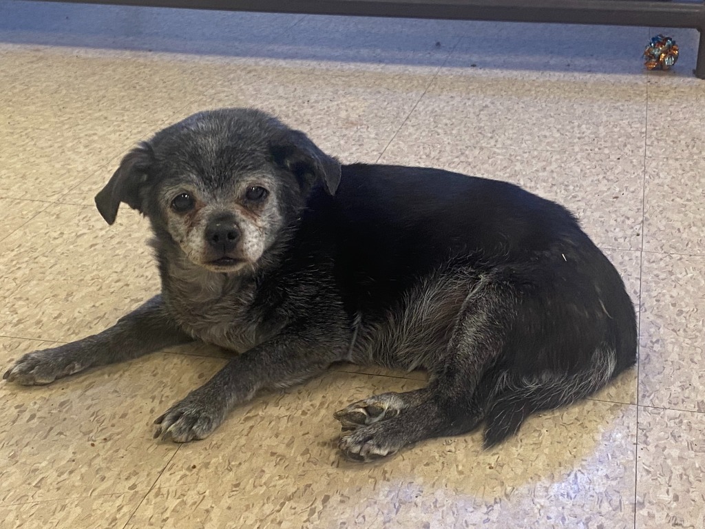 Dorothy Ann, an adoptable Pug in Heber City, UT, 84032 | Photo Image 1