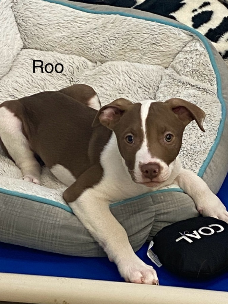 Roo