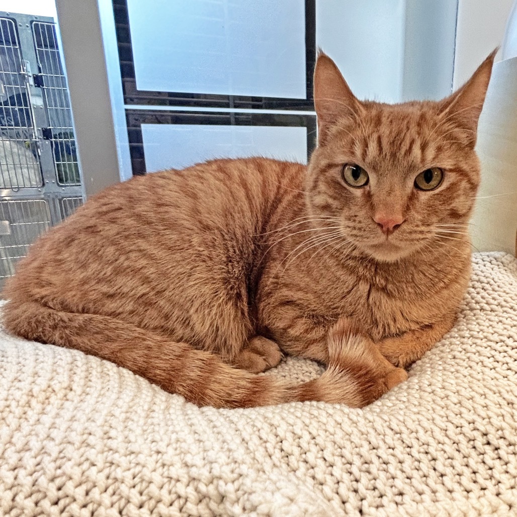 Snoop Cat, an adoptable Domestic Short Hair in Hailey, ID, 83333 | Photo Image 1