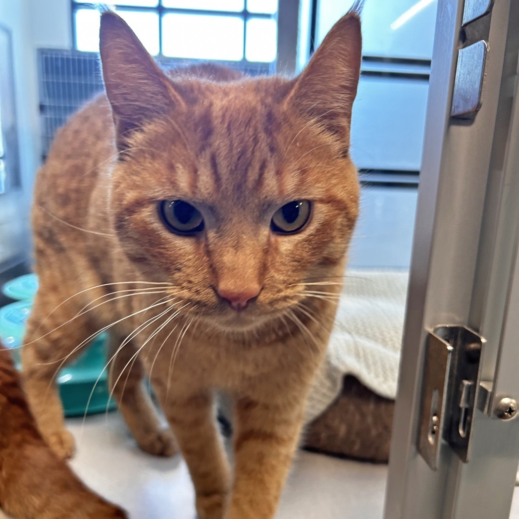 Snoop Cat, an adoptable Domestic Short Hair in Hailey, ID, 83333 | Photo Image 2