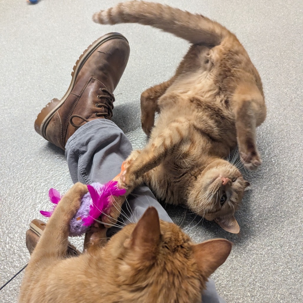 Snoop Cat, an adoptable Domestic Short Hair in Hailey, ID, 83333 | Photo Image 3
