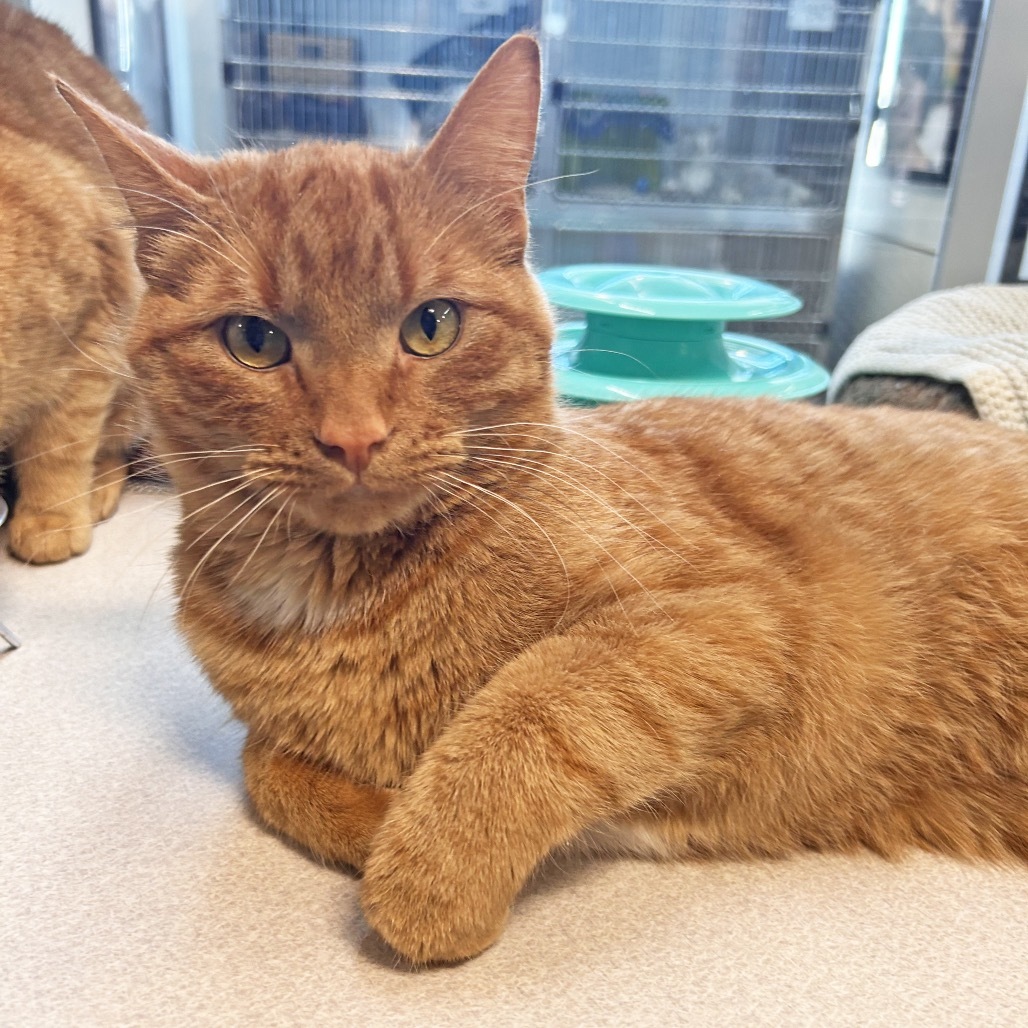 Broadus, an adoptable Domestic Short Hair in Hailey, ID, 83333 | Photo Image 1