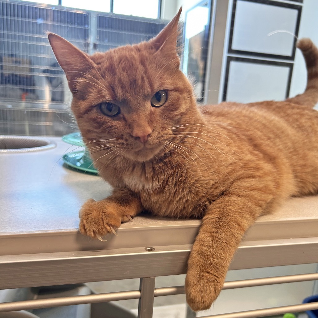 Broadus, an adoptable Domestic Short Hair in Hailey, ID, 83333 | Photo Image 2