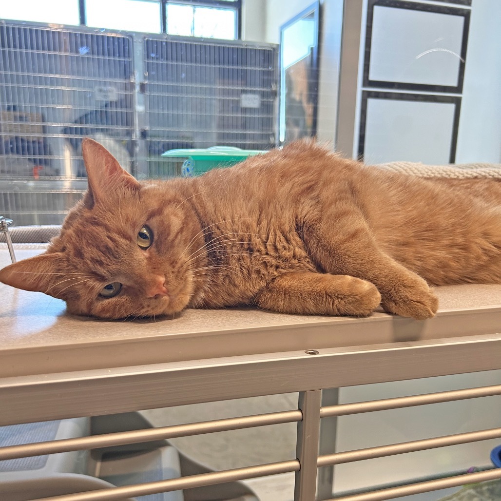 Broadus, an adoptable Domestic Short Hair in Hailey, ID, 83333 | Photo Image 3