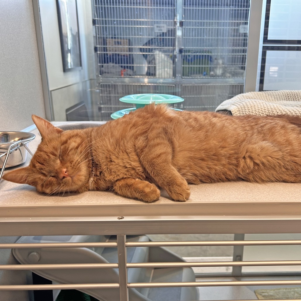 Broadus, an adoptable Domestic Short Hair in Hailey, ID, 83333 | Photo Image 4