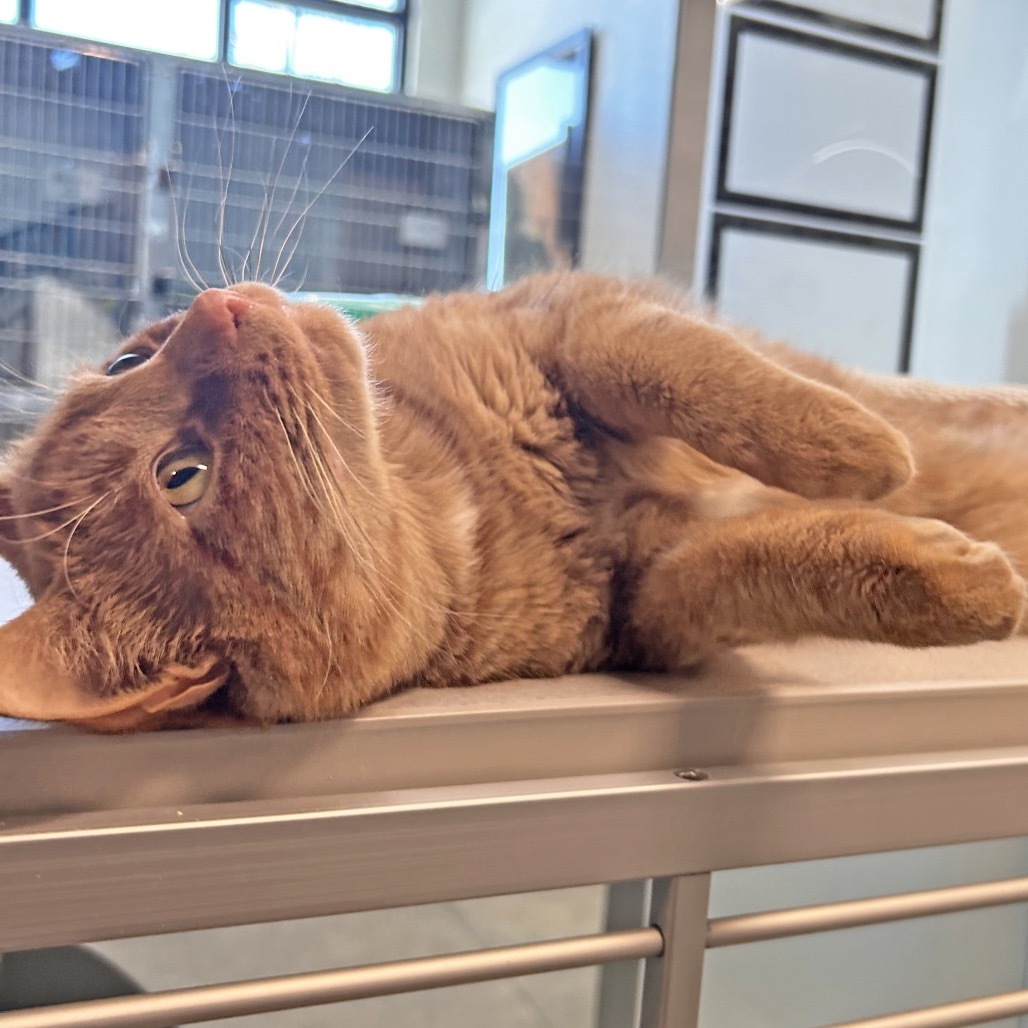 Broadus, an adoptable Domestic Short Hair in Hailey, ID, 83333 | Photo Image 5