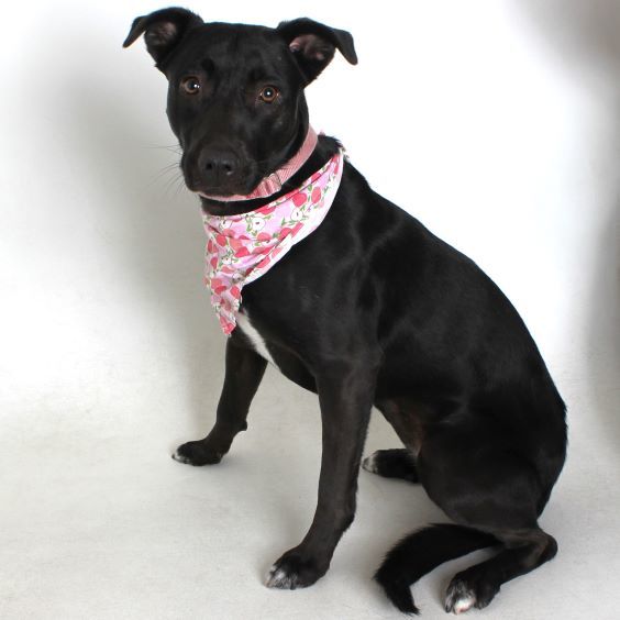 Charlotte, an adoptable Labrador Retriever in Redding, CA, 96099 | Photo Image 2