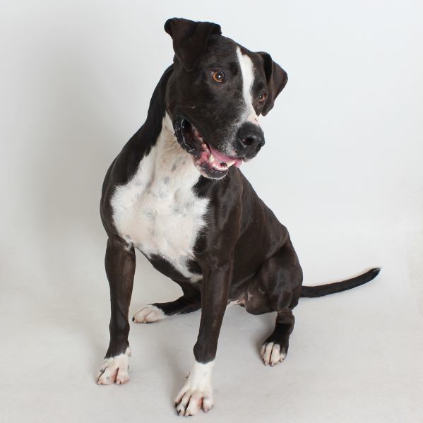 Doko, an adoptable Pit Bull Terrier in Redding, CA, 96099 | Photo Image 3