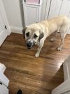 Buddy photo 2