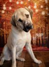Buddy photo 6