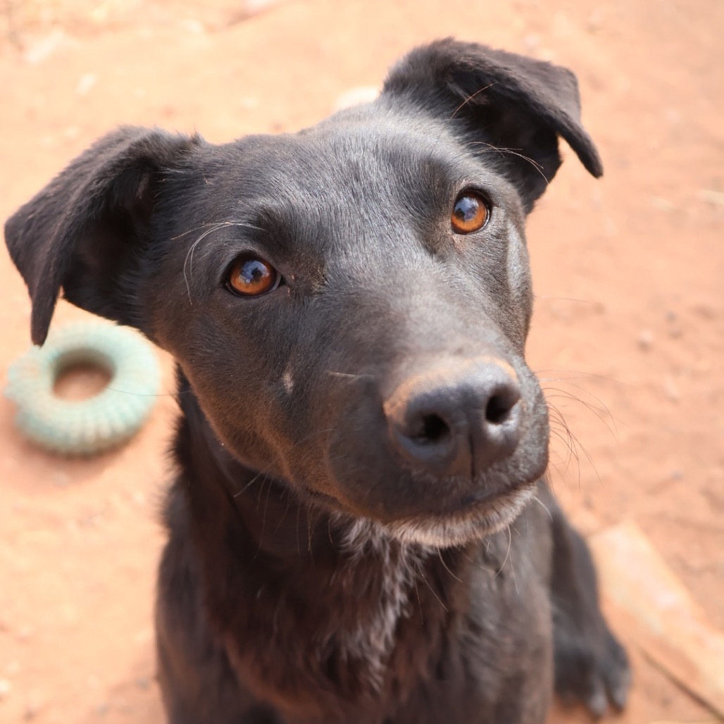 Tuk, an adoptable Mixed Breed in Moab, UT, 84532 | Photo Image 1