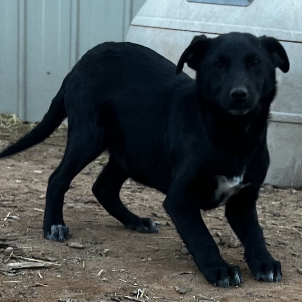 Tuk, an adoptable Mixed Breed in Moab, UT, 84532 | Photo Image 2