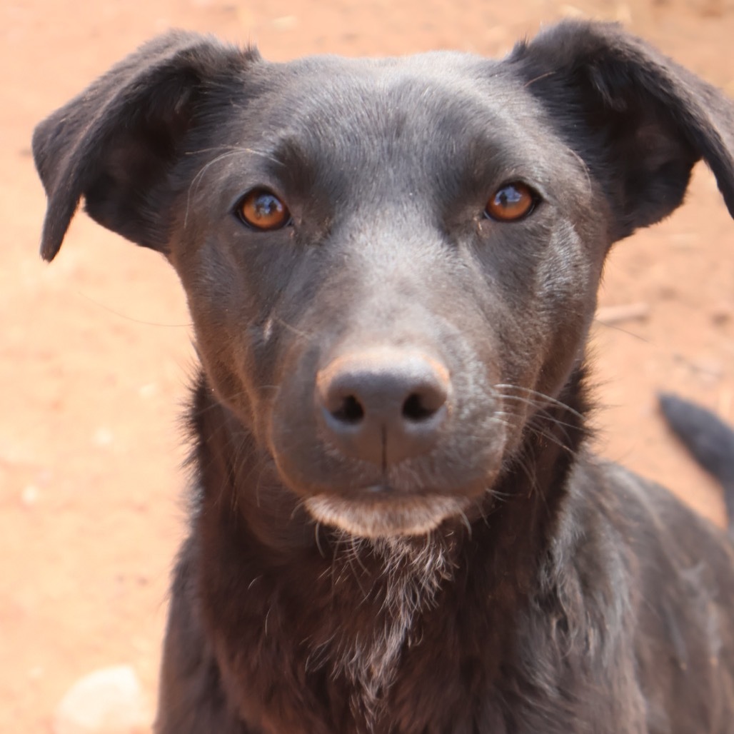 Tuk, an adoptable Mixed Breed in Moab, UT, 84532 | Photo Image 3