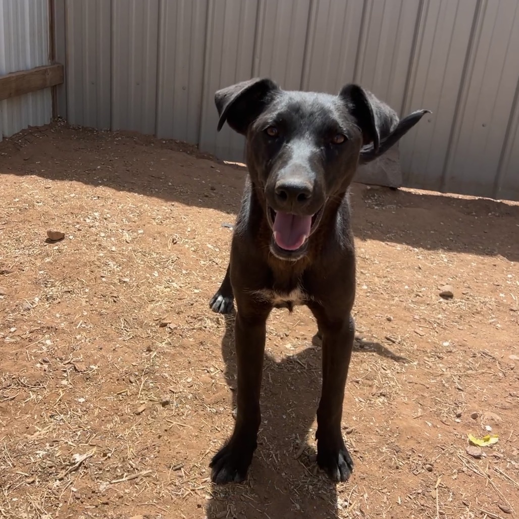 Tuk, an adoptable Mixed Breed in Moab, UT, 84532 | Photo Image 4