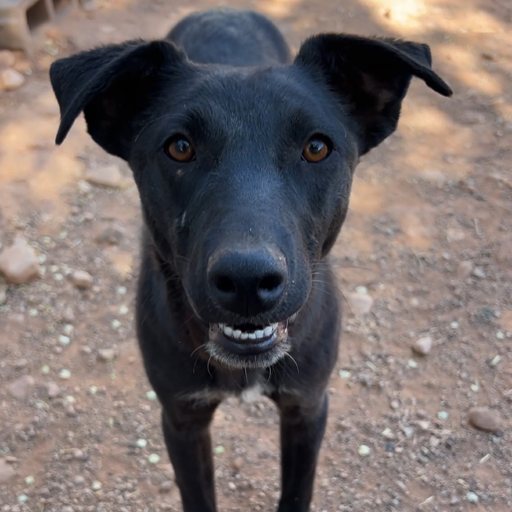 Tuk, an adoptable Mixed Breed in Moab, UT, 84532 | Photo Image 5