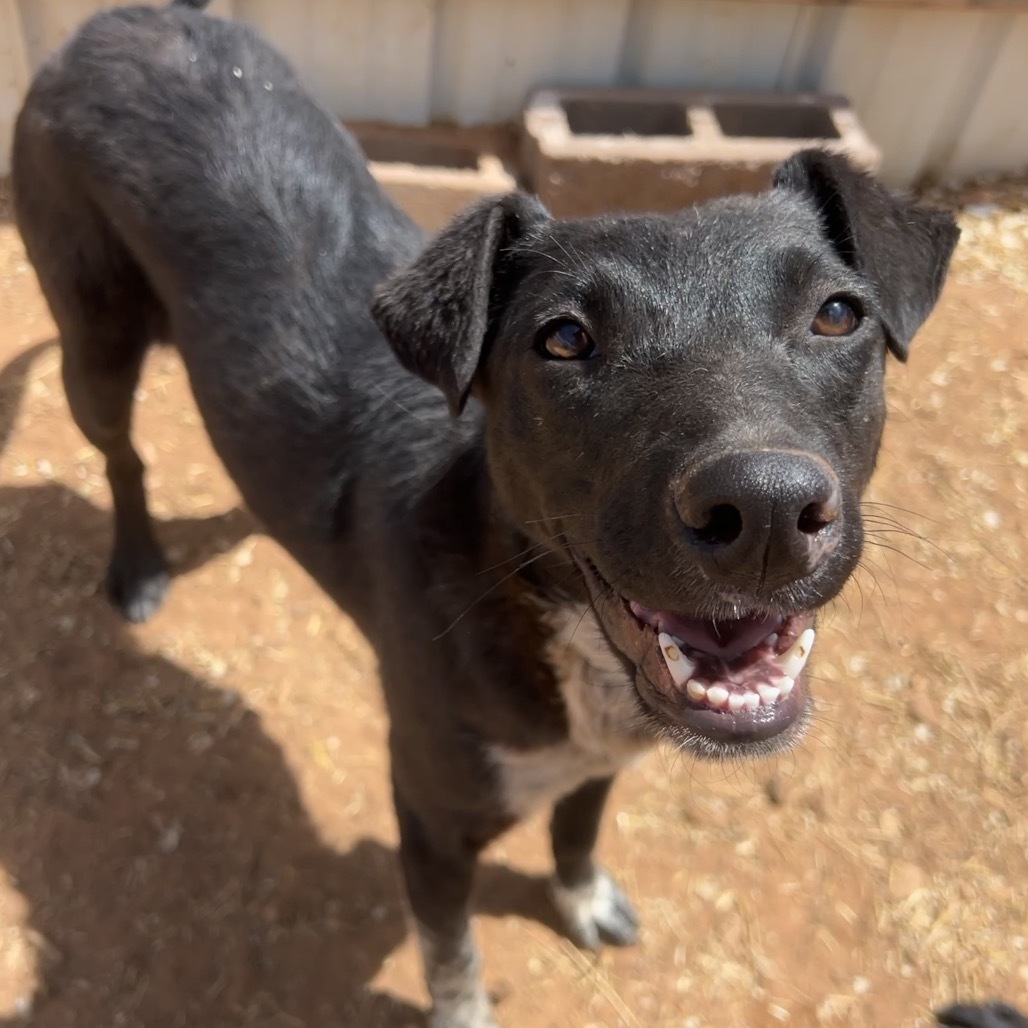 Peale, an adoptable Mixed Breed in Moab, UT, 84532 | Photo Image 1