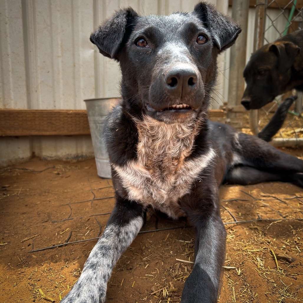 Peale, an adoptable Mixed Breed in Moab, UT, 84532 | Photo Image 1