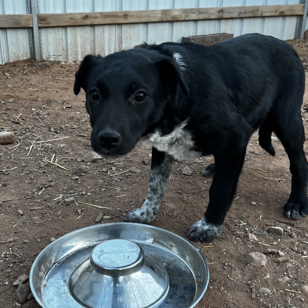 Peale, an adoptable Mixed Breed in Moab, UT, 84532 | Photo Image 2