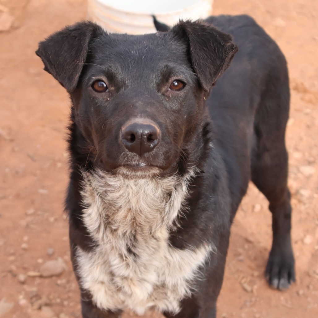 Peale, an adoptable Mixed Breed in Moab, UT, 84532 | Photo Image 3