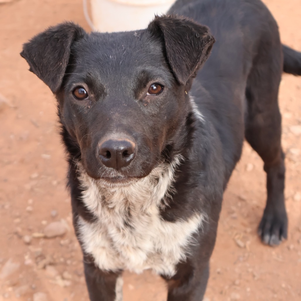 Peale, an adoptable Mixed Breed in Moab, UT, 84532 | Photo Image 4