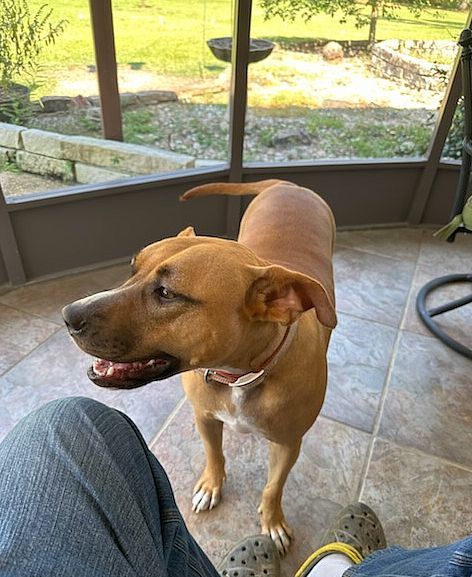 Piper