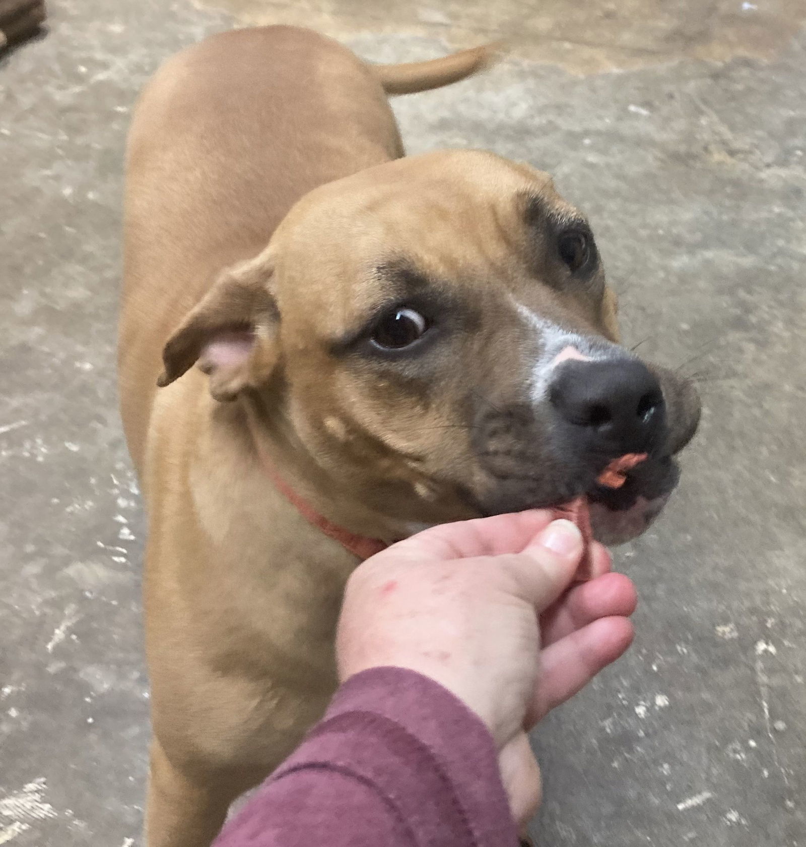 Piper
