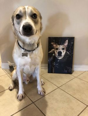 Courtesy: Milo, Senior Male Shepherd