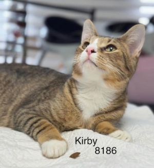 Kirby - Center, Young Male unknown